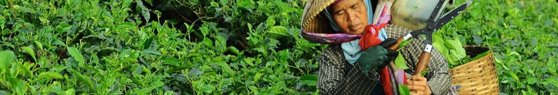 Elikadura eta generoa